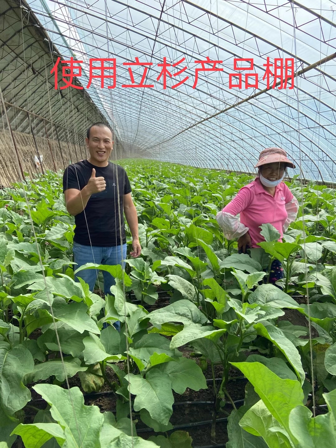 <a href=http://www.jushuyun4.cn target=_blank class=infotextkey>上海立杉</a>水溶肥在北方暖棚茄子上的效果反饋2