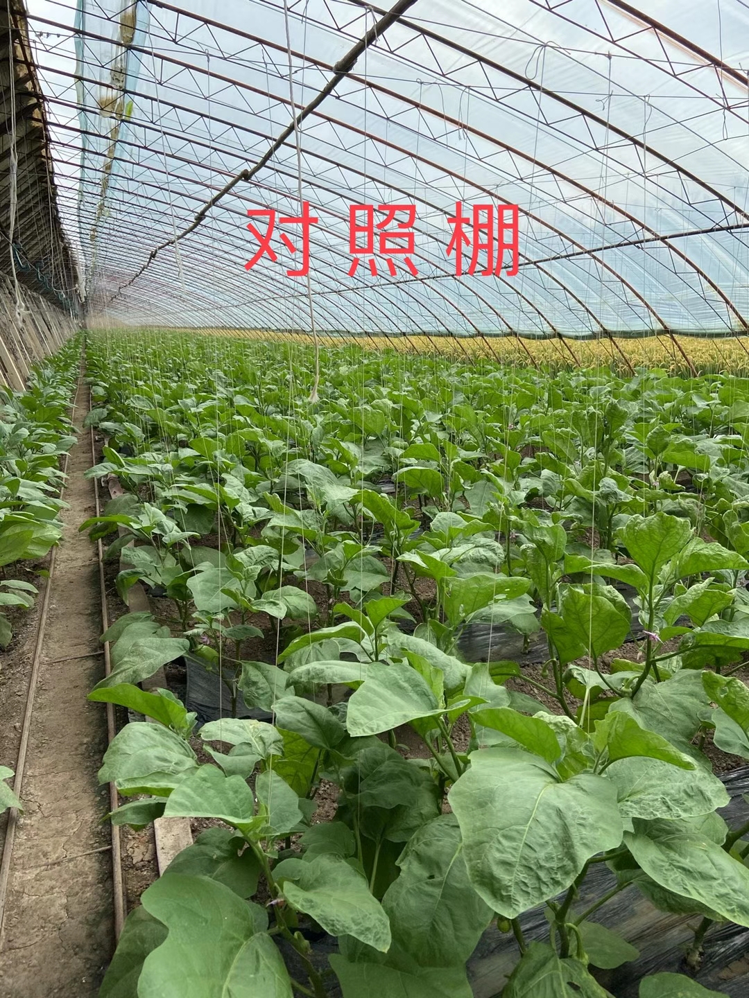 <a href=http://www.jushuyun4.cn target=_blank class=infotextkey>上海立杉</a>水溶肥在北方暖棚茄子上的效果反饋3