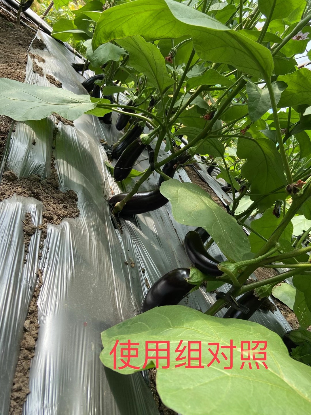 <a href=http://www.jushuyun4.cn target=_blank class=infotextkey>上海立杉</a>水溶肥在北方暖棚茄子上的效果反饋5