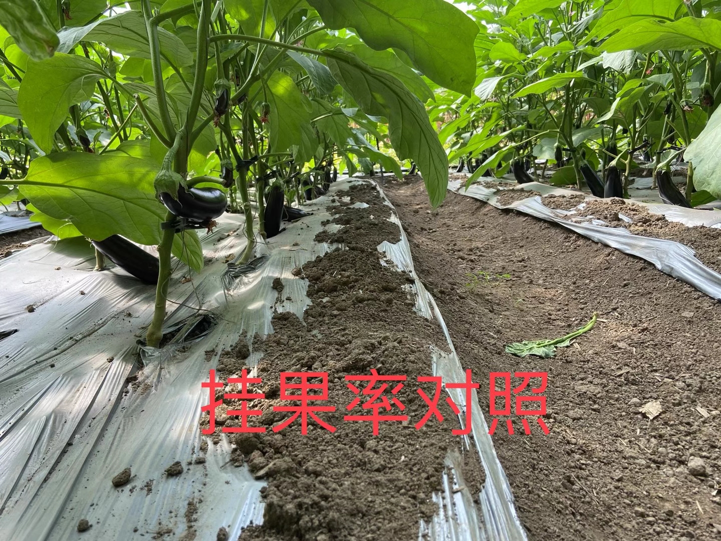 <a href=http://www.jushuyun4.cn target=_blank class=infotextkey>上海立杉</a>水溶肥在北方暖棚茄子上的效果反饋4